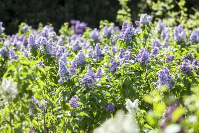 Syringa vulgaris (Gewone sering) - afbeelding 6