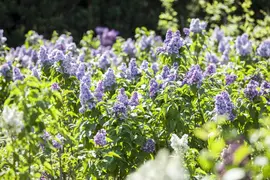 Syringa vulgaris (Gewone sering) - afbeelding 6