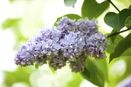 Syringa vulgaris (Gewone sering) - afbeelding 13