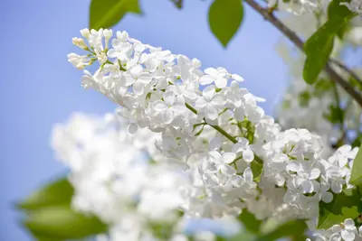 Syringa vulgaris (Gewone sering) - afbeelding 15