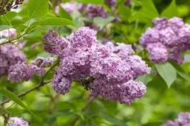 Syringa vulgaris (Gewone sering) - afbeelding 21