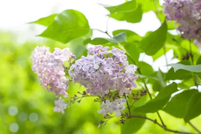 Syringa vulgaris (Gewone sering) - afbeelding 22