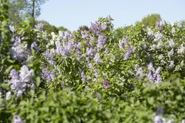 Syringa vulgaris (Gewone sering) - afbeelding 24