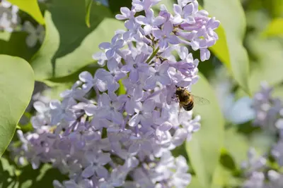 Syringa vulgaris (Gewone sering) - afbeelding 25