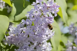 Syringa vulgaris (Gewone sering) - afbeelding 25