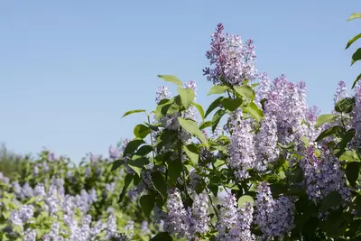 Syringa vulgaris (Gewone sering) - afbeelding 26