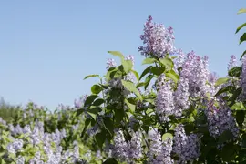 Syringa vulgaris (Gewone sering) - afbeelding 26