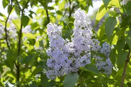 Syringa vulgaris (Gewone sering) - afbeelding 28