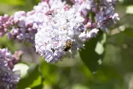 Syringa vulgaris (Gewone sering) - afbeelding 29