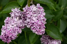 Syringa vulgaris 'Sensation' (Sering) 120cm - afbeelding 3