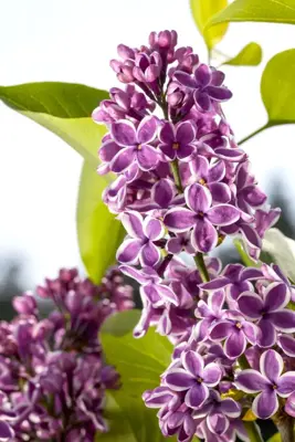 Syringa vulgaris 'Sensation' (Sering) 120cm - afbeelding 2