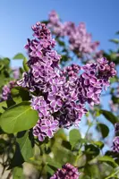 Syringa vulgaris 'Sensation' (Sering) 120cm - afbeelding 4