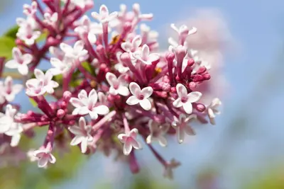 Syringa x prestoniae 'Redwine' (Sering 'Redwine') - afbeelding 1
