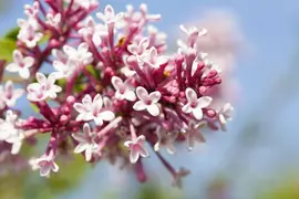 Syringa x prestoniae 'Redwine' (Sering 'Redwine') - afbeelding 1
