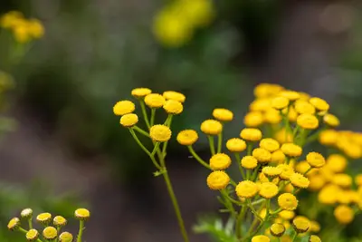 Tanacetum vulgare (Boerenwormkruid) - afbeelding 2
