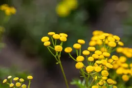 Tanacetum vulgare (Boerenwormkruid) - afbeelding 2