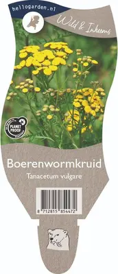 Tanacetum vulgare (Boerenwormkruid) - afbeelding 1