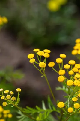 Tanacetum vulgare (Boerenwormkruid) - afbeelding 3