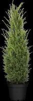 Taxus baccata (Venijnboom) - afbeelding 24
