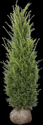 Taxus baccata (Venijnboom) - afbeelding 28