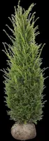 Taxus baccata (Venijnboom) - afbeelding 28