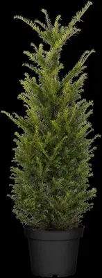 Taxus baccata (Venijnboom) - afbeelding 23
