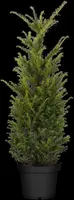 Taxus baccata (Venijnboom) - afbeelding 23