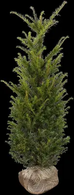 Taxus baccata (Venijnboom) - afbeelding 27