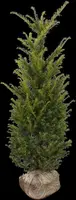 Taxus baccata (Venijnboom) - afbeelding 27