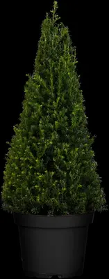 Taxus baccata (Venijnboom) - afbeelding 3
