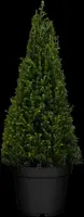Taxus baccata (Venijnboom) - afbeelding 3