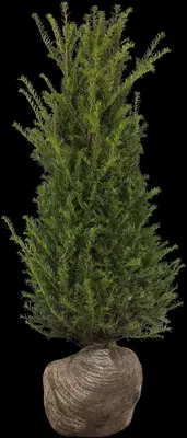 Taxus baccata (Venijnboom) - afbeelding 29