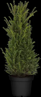 Taxus baccata (Venijnboom) - afbeelding 21