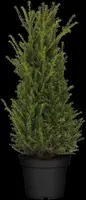 Taxus baccata (Venijnboom) - afbeelding 21