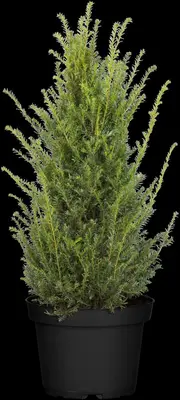 Taxus baccata (Venijnboom) - afbeelding 22