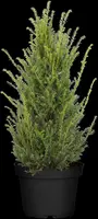 Taxus baccata (Venijnboom) - afbeelding 22