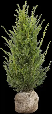 Taxus baccata (Venijnboom) - afbeelding 30