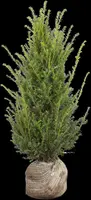 Taxus baccata (Venijnboom) - afbeelding 30