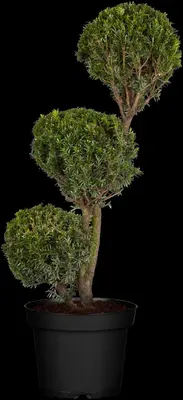 Taxus baccata (Venijnboom) - afbeelding 7