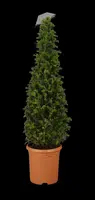 Taxus baccata (Venijnboom) - afbeelding 1