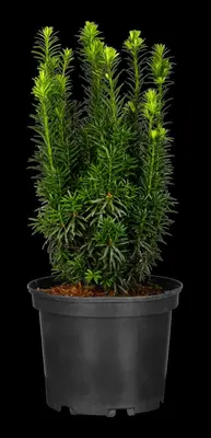 Taxus baccata (Venijnboom) - afbeelding 50