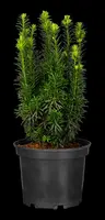 Taxus baccata (Venijnboom) - afbeelding 50