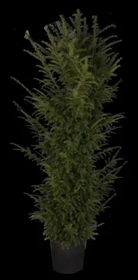 Taxus baccata (Venijnboom) - afbeelding 34