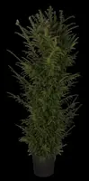 Taxus baccata (Venijnboom) - afbeelding 34