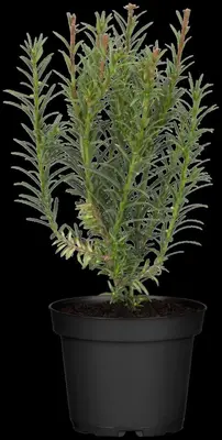 Taxus baccata (Venijnboom) - afbeelding 19