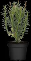 Taxus baccata (Venijnboom) - afbeelding 19