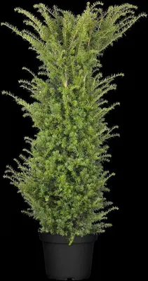 Taxus baccata (Venijnboom) - afbeelding 25