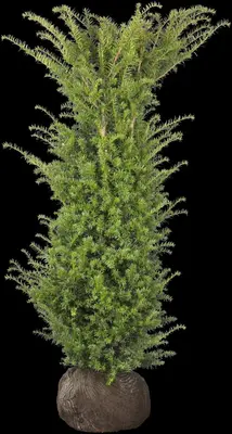 Taxus baccata (Venijnboom) - afbeelding 26
