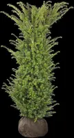 Taxus baccata (Venijnboom) - afbeelding 26