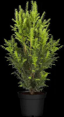 Taxus baccata (Venijnboom) - afbeelding 13